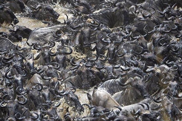 Great Migration Safari In Tanzania: 7-Day Private Wildlife Safari to Serengeti & Ngorongoro photo 1
