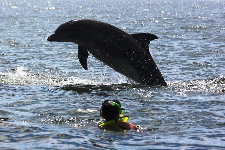Puerto Vallarta Wild Dolphin Encounter and Los Arcos Snorkeling Tour photo 3