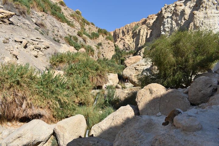 Masada, Ein Gedi & the Dead Sea: Full-Day Tour from Tel Aviv photo 5
