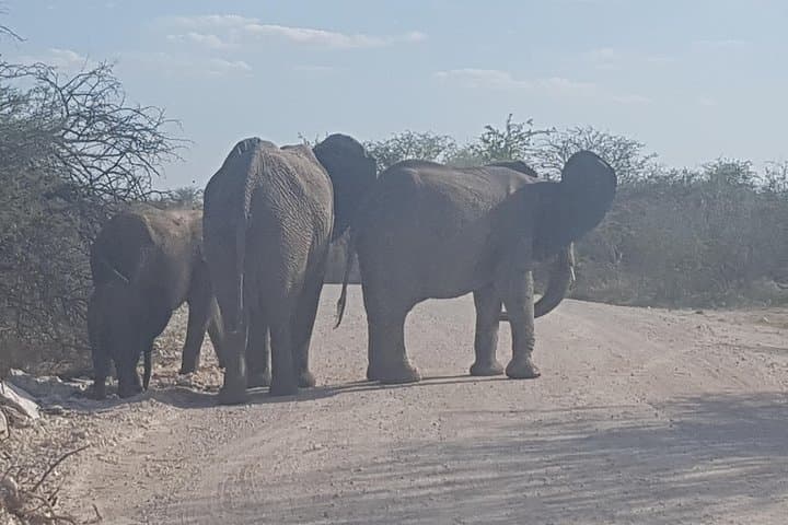 3-Day Etosha Safari: Guided Lodge Safari from Windhoek photo 3
