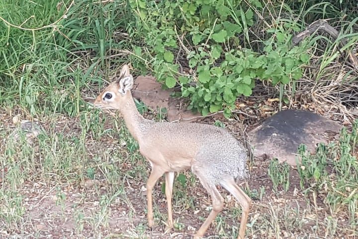 3-Day Etosha Safari: Guided Lodge Safari from Windhoek photo 5