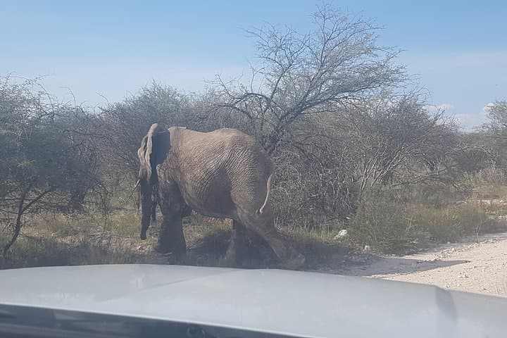 3-Day Etosha Safari: Guided Lodge Safari from Windhoek photo 6