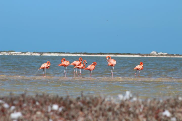 Private Rio Lagartos Flamingo & Pink Lakes Boat Tour — Day Trip From Cancun photo 4