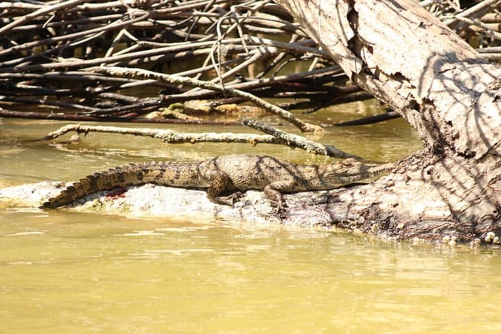 Private Rio Lagartos Flamingo & Pink Lakes Boat Tour — Day Trip From Cancun photo 3