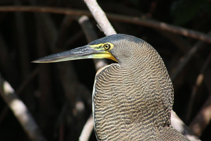 Private Yucatan Discovery Tour: Chichén Itzá, Uxmal, Cenotes & Flamingos photo 4