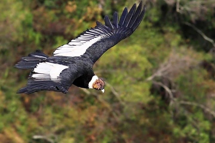Antisana Volcano Private Tour: Condor Watching & Andean Páramo Day Trip from Quito photo 4