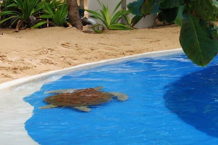 Praia do Forte & Guarajuba Day Tour from Salvador — Tamar Project, Natural Pools and Beaches photo 3