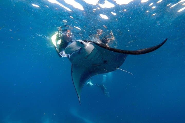 Nusa Penida Snorkeling Adventure: Manta Rays, Turtles & Coastal Cliffs photo 5
