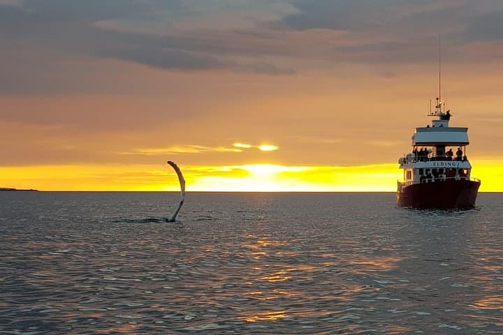 Midnight Sun Whale Watching from Reykjavík: Humpbacks & Dolphins by Night
