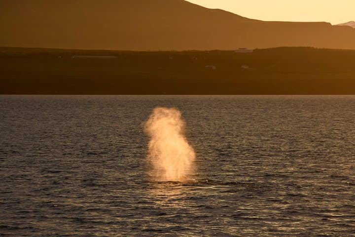 Midnight Sun Whale Watching from Reykjavík: Humpbacks & Dolphins by Night photo 4