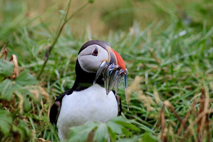 Reykjavík Puffin Watching Cruise: Classic Harbor Bird & Seal Safari photo 1
