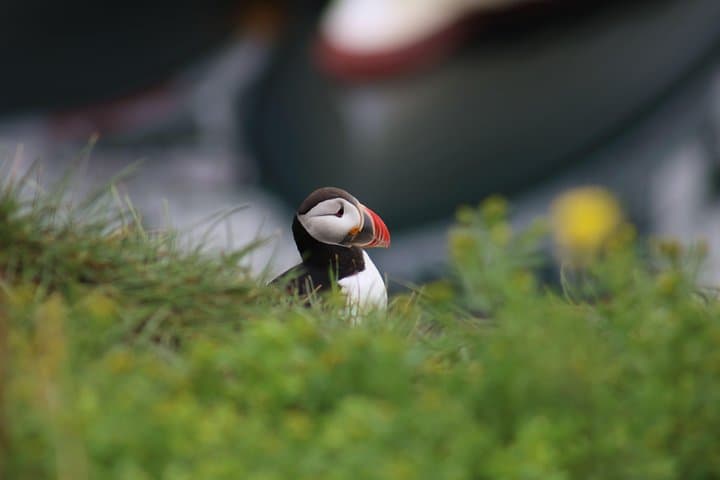 Reykjavik Premium Puffin Tour: Close-Up RIB Excursion from Old Harbour photo 3