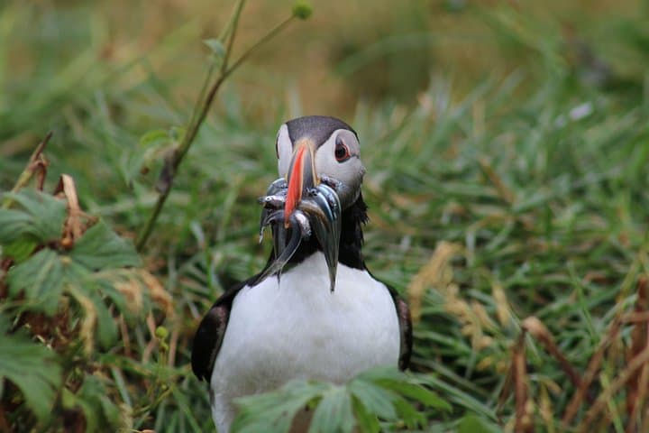 Reykjavik Premium Puffin Tour: Close-Up RIB Excursion from Old Harbour photo 2