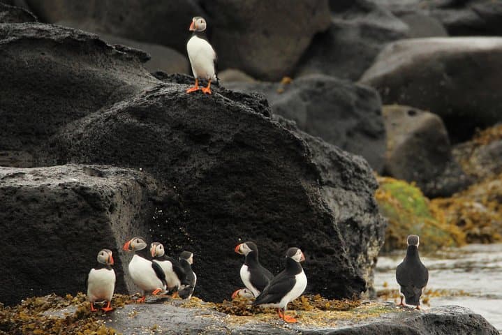 Reykjavik Premium Puffin Tour: Close-Up RIB Excursion from Old Harbour photo 6