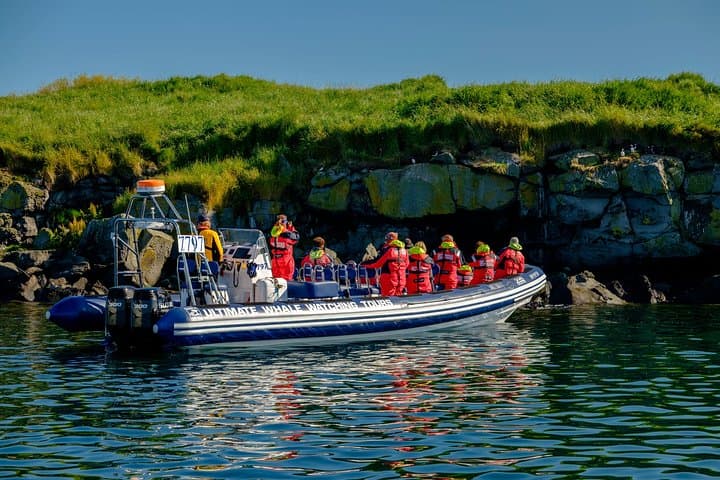 Reykjavik Premium Puffin Tour: Close-Up RIB Excursion from Old Harbour photo 4