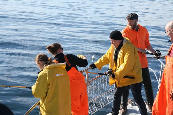 Reykjavik Sea Angling Gourmet: 3-Hour Bay Fishing with Onboard BBQ photo 1