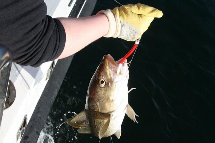 Reykjavik Sea Angling Gourmet: 3-Hour Bay Fishing with Onboard BBQ photo 4