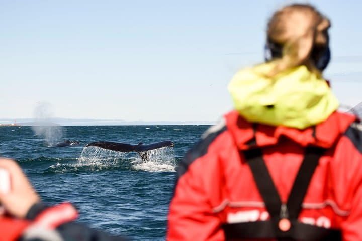 RIB Whale Watching in Akureyri: Express Tour to Eyjafjörður Humpbacks