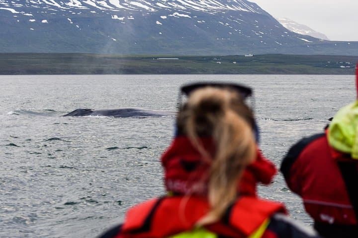 RIB Whale Watching in Akureyri: Express Tour to Eyjafjörður Humpbacks photo 5