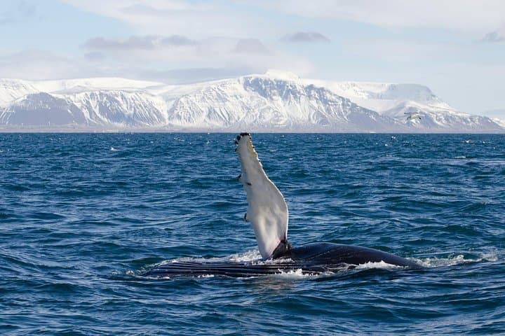 Original Whale-Watching Cruise from Reykjavik: Faxaflói Bay Wildlife photo 5