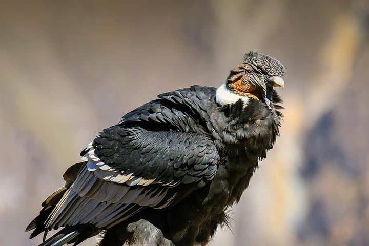 Condor Viewpoint & Inca Sites: Full-Day Private Tour from Cusco photo 4
