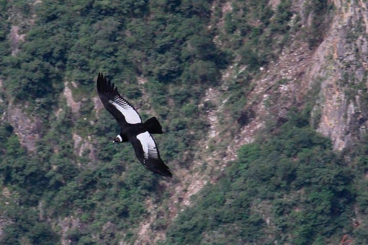 Condor Viewpoint & Inca Sites: Full-Day Private Tour from Cusco photo 3
