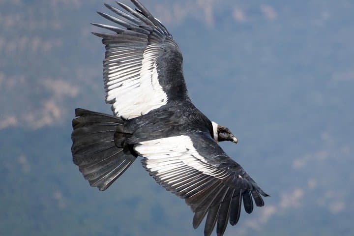 Condor Viewpoint & Inca Sites: Full-Day Private Tour from Cusco