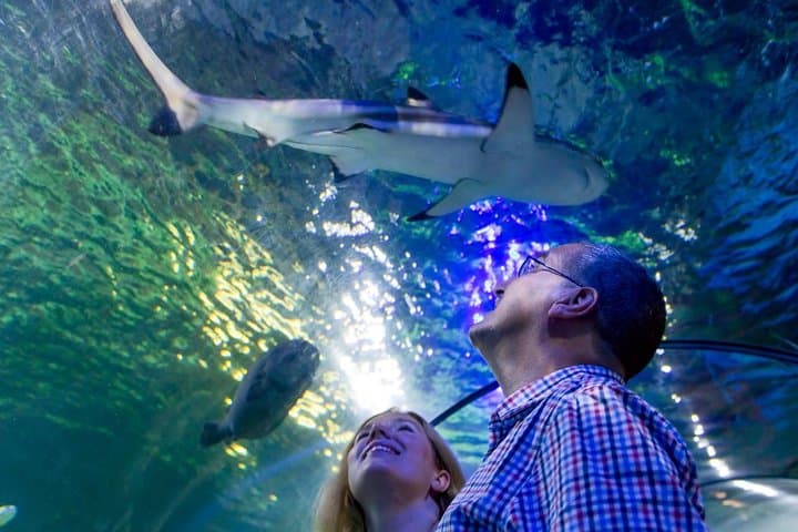 SEA LIFE Loch Lomond Aquarium Admission — Balloch Tickets & Visitor Guide photo 1