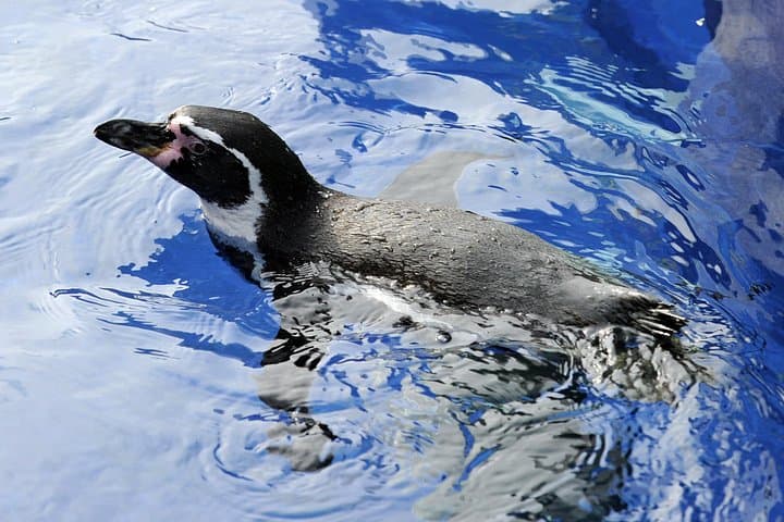 Inside Hunstanton SEA LIFE Sanctuary: Seal Rescue, Rainforest Rangers & Ocean Tunnel photo 3
