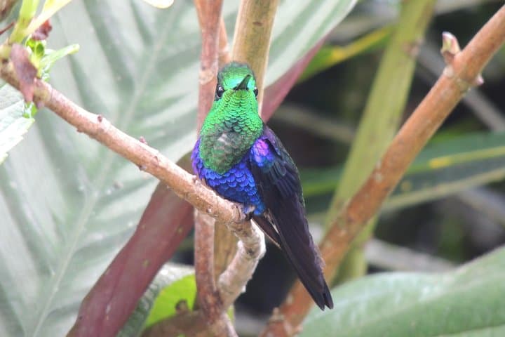 Middle of the World: Hummingbirds, Equator Science, and Quito Craft Beer photo 6