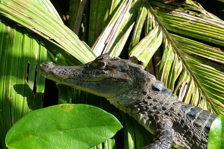 Tortuguero Canoe & Night Tour: Canal Wildlife and Turtle Watching photo 3