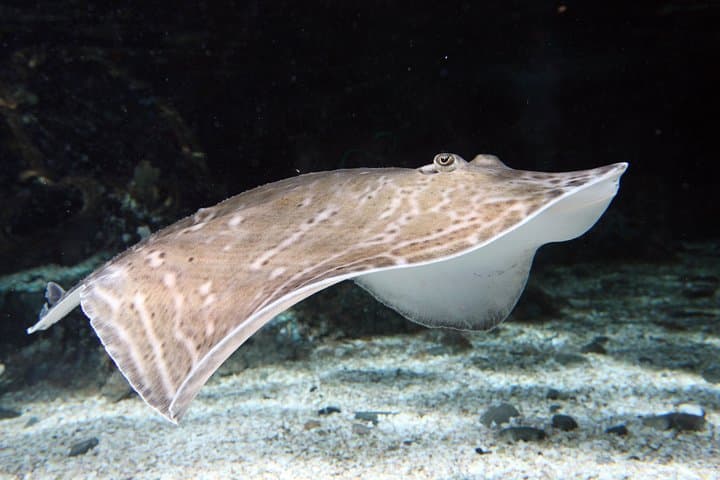 Inside SEA LIFE Great Yarmouth: Penguins, Rays & Interactive Rockpools photo 6