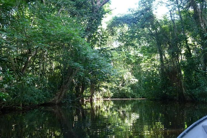Quiet Canals: Canoe Tour in Tortuguero National Park photo 4