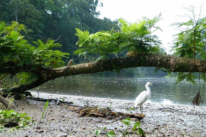 Quiet Canals: Canoe Tour in Tortuguero National Park photo 5