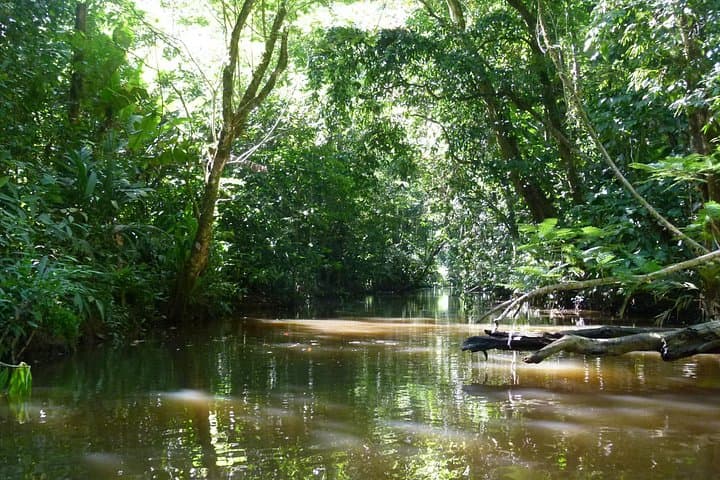 Quiet Canals: Canoe Tour in Tortuguero National Park photo 6