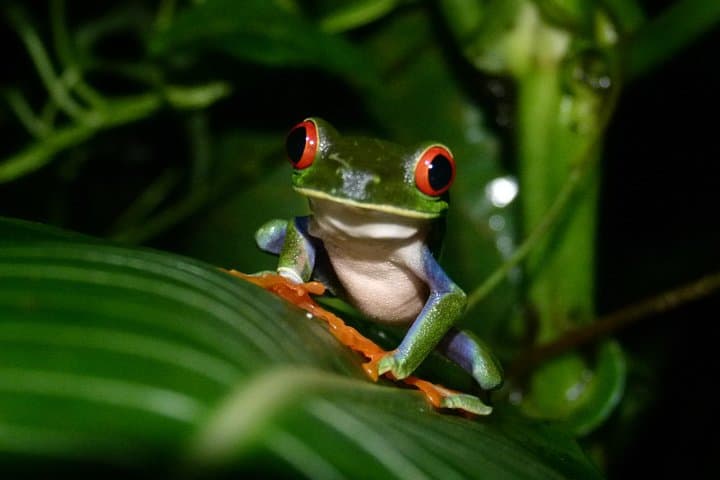 Best of Tortuguero: Sunrise Canoe, Rainforest Hike & Night Turtle Tour photo 5