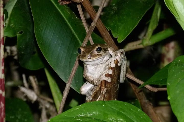 Tortuguero Canoe & Night Tour: Canal Wildlife and Turtle Watching photo 6