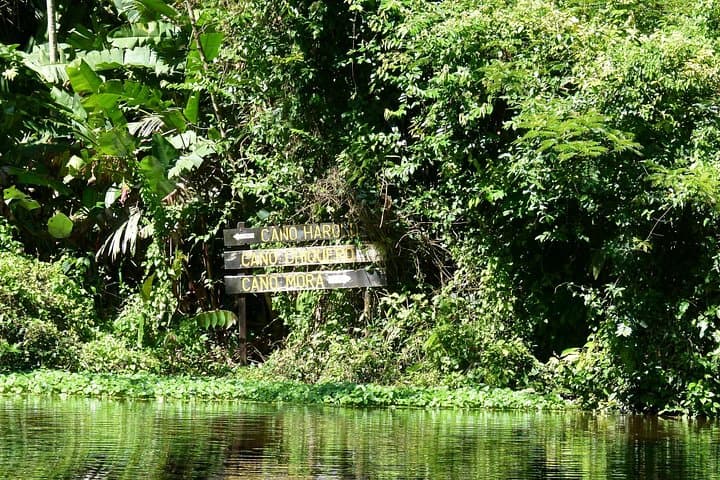 Tortuguero Classics: Canoe Tour and Guided Hike in Tortuguero National Park photo 4
