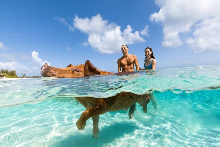 Rose Island Day Trip — Swimming Pigs, Snorkel & Sandy Toes Beach photo 3
