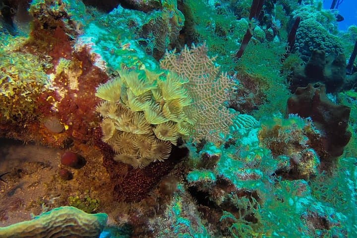 Catalina Island Snorkel Day Trip from La Romana — Snorkel 'The Wall' & Beach BBQ photo 3
