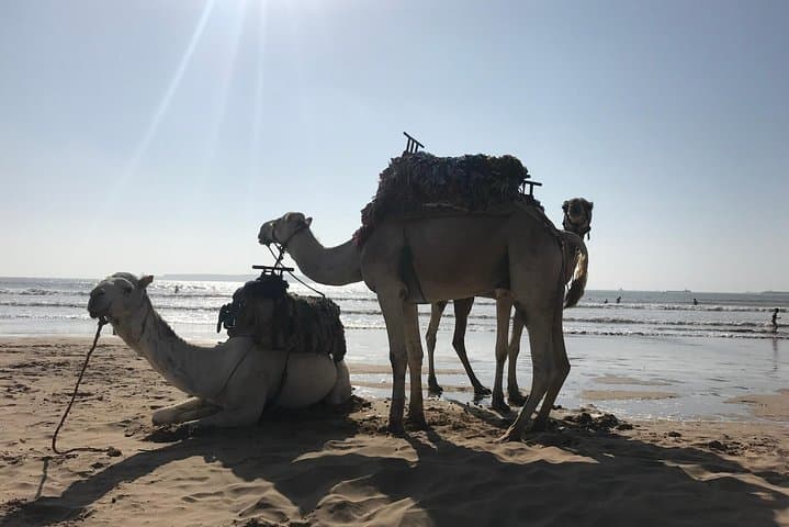 Essaouira 1-Day Shared Escape from Marrakech: Atlantic Coast, Medina & Argan Co-op photo 5