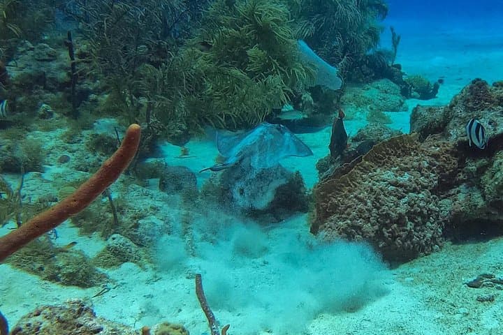 Catalina Island Snorkel Day Trip from La Romana — Snorkel 'The Wall' & Beach BBQ photo 4