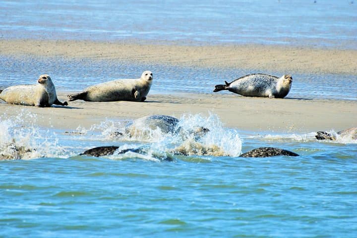 Texel Day Tour & Wadden Sea Walk: Ferry, Nature Reserves and Mudflat Hike from Amsterdam photo 4