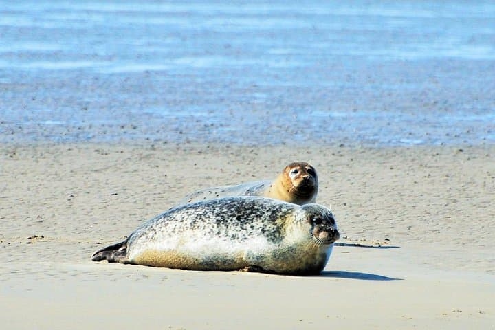 Seal Safari on the Wadden Sea: Half‑Day Tour from Amsterdam photo 2