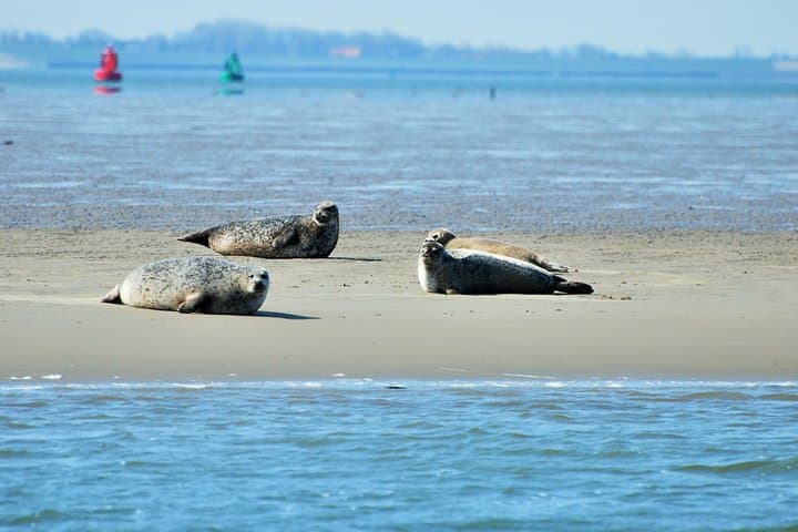 Seal Safari on the Wadden Sea: Half‑Day Tour from Amsterdam photo 3