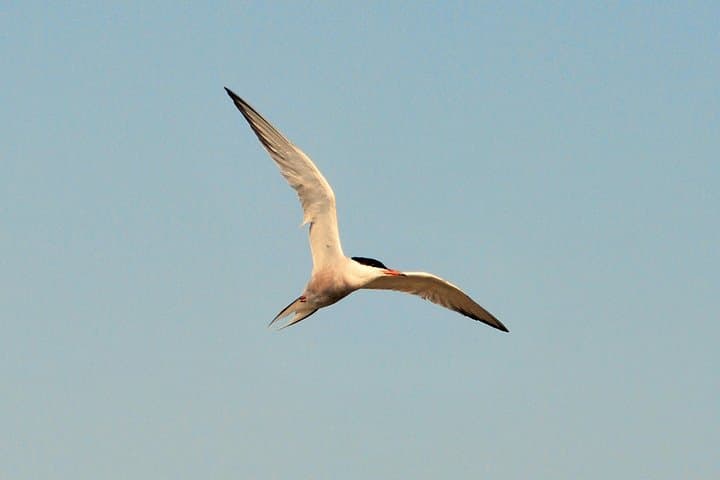 Texel Day Tour & Wadden Sea Walk: Ferry, Nature Reserves and Mudflat Hike from Amsterdam photo 3
