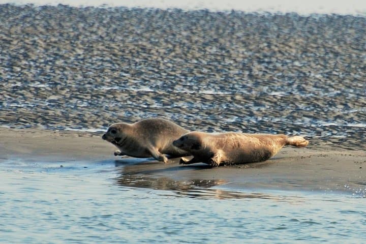 Seal Safari on the Wadden Sea: Half‑Day Tour from Amsterdam photo 6