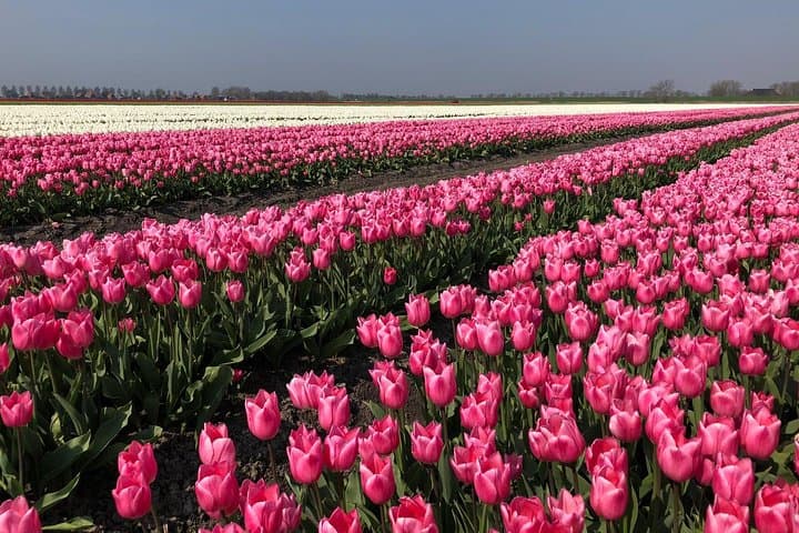 Texel Day Tour & Wadden Sea Walk: Ferry, Nature Reserves and Mudflat Hike from Amsterdam photo 2