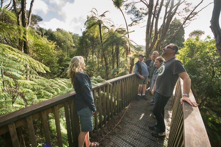 Auckland City to Piha: Full-Day City Highlights, Rainforest Walk & Black‑Sand Beach Experience photo 6