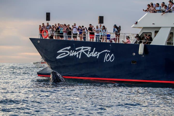 Cabo San Lucas Whale-Watching Dinner Cruise — Humpbacks, The Arch & Open Bar photo 4